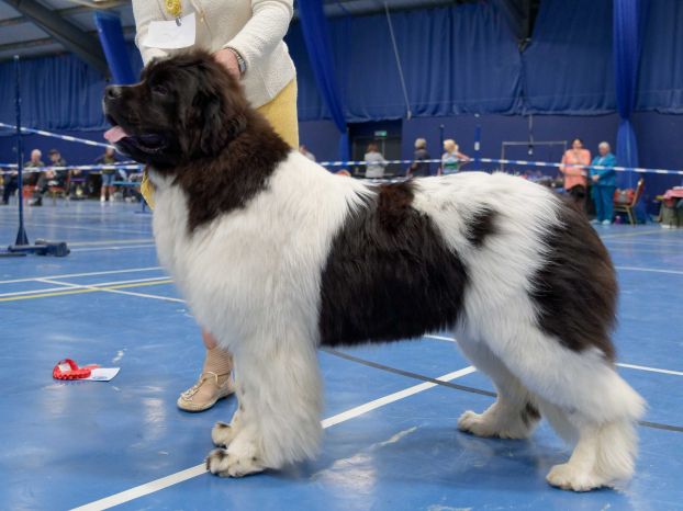 Winner of Puppy Bitch