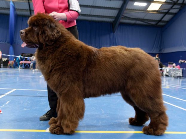 Winner of Junior Dog
