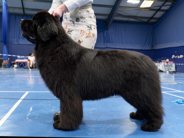 Winner of Limit Dog