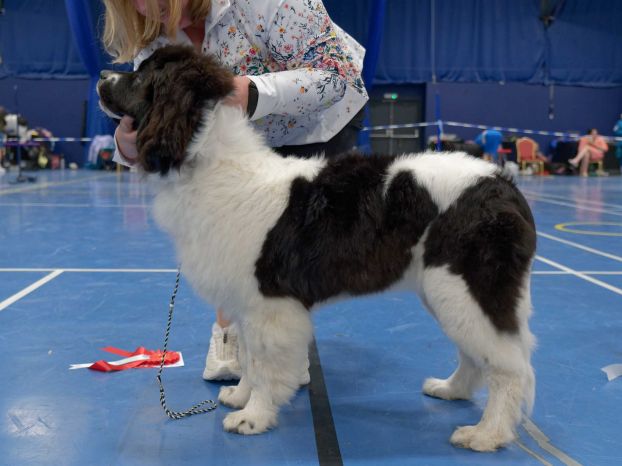 Winner of Minor Puppy Bitch