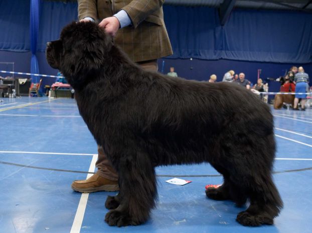 Winner of Veteran Dog