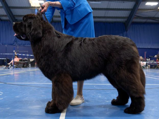 Winner of Puppy Dog