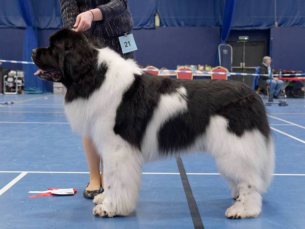 Winner of Veteran Dog