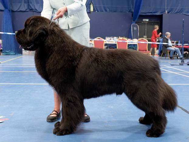 Winner of Post Graduate Dog