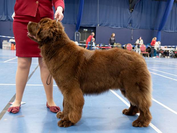 Winner of Puppy Dog