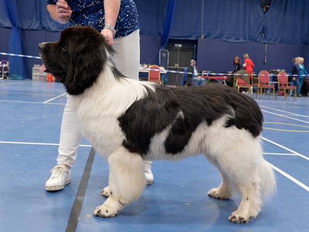 Winner of Graduate Dog