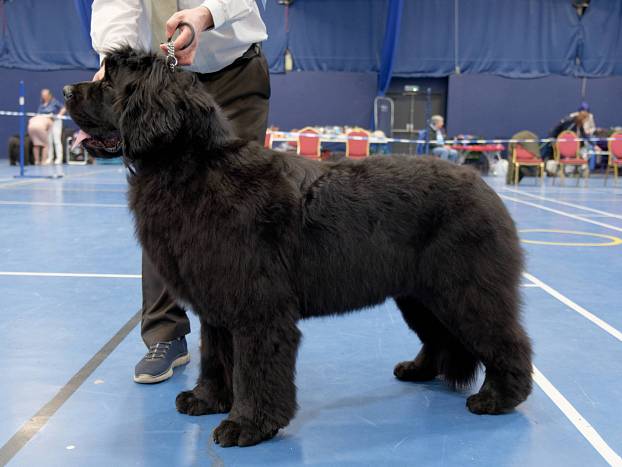 Winner of Junior Dog