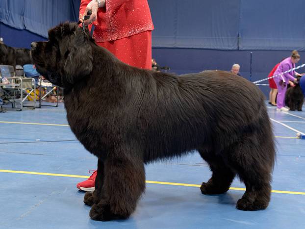 Winner of Special Yearling Dog