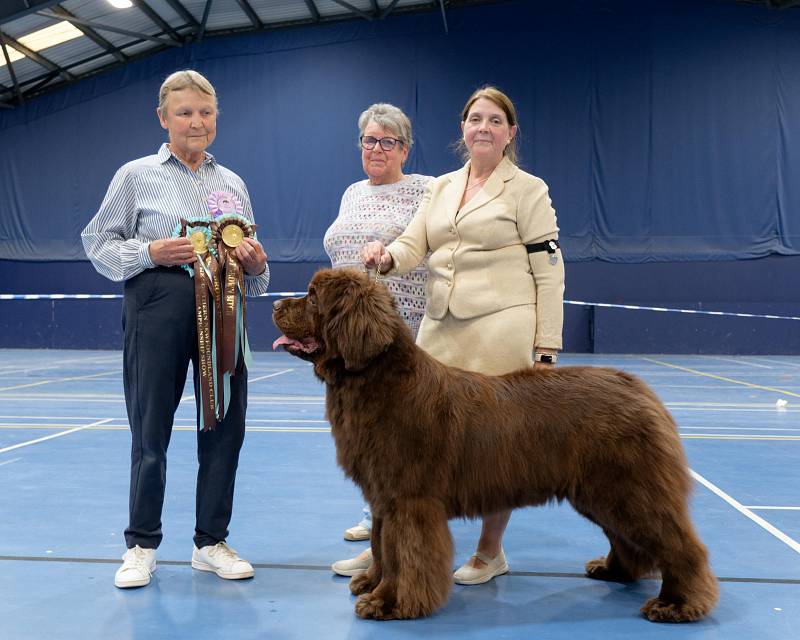 Best Brown in Show
