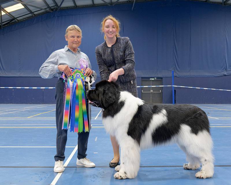 Reserve Best in Show and Best Veteran in Show