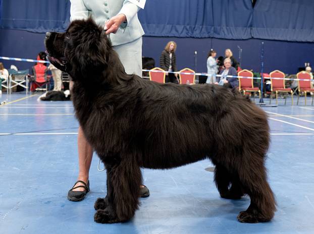 Winner of Special Open Black Bitch