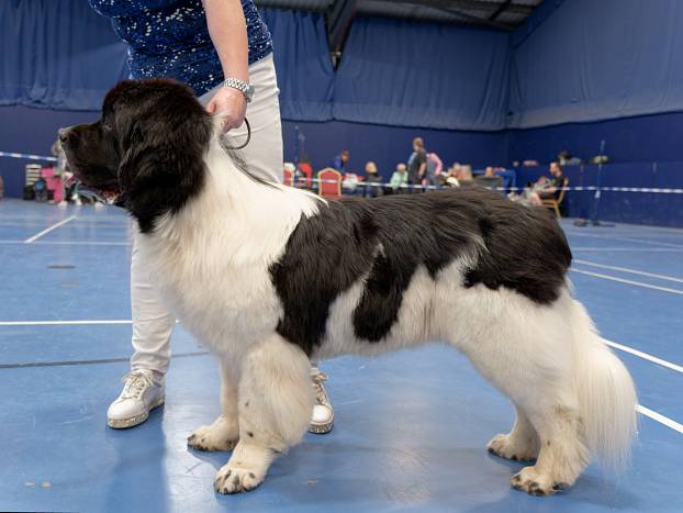 Winner of Graduate Dog