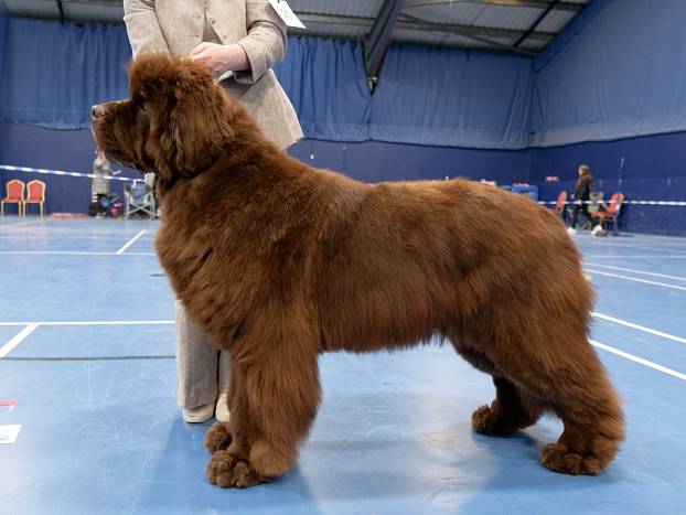 Winner of Limit Dog