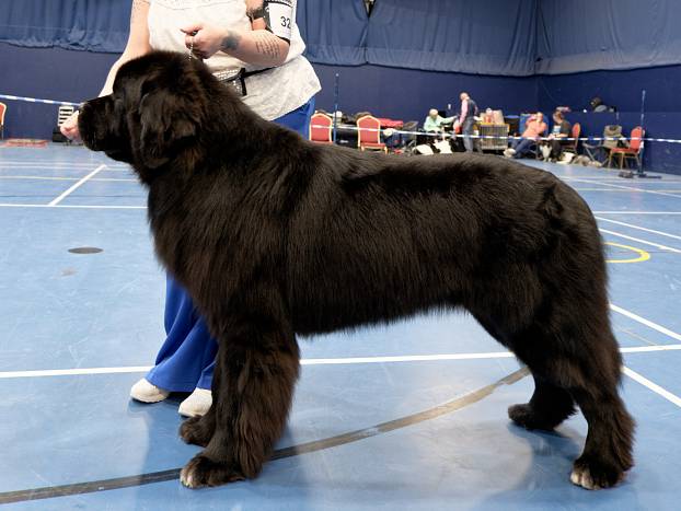 Winner of Special Open Black Dog