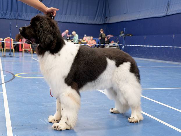 Winner of Special Open White & Black (Landseer) Bitch