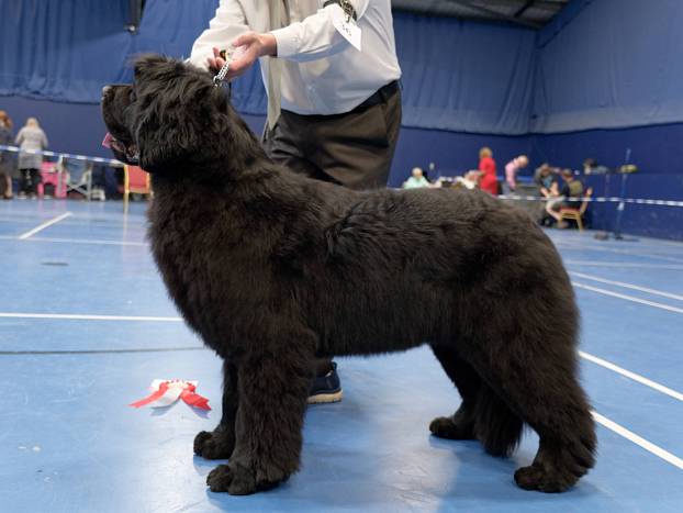 Winner of Junior Dog