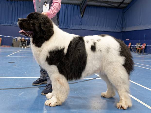 Winner of Special Open White & Black (Landseer) Dog