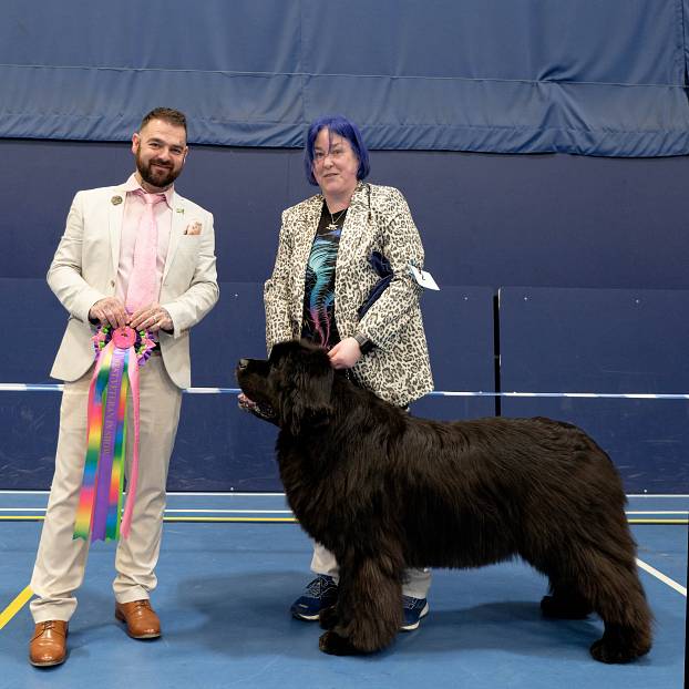 Best Veteran in Show