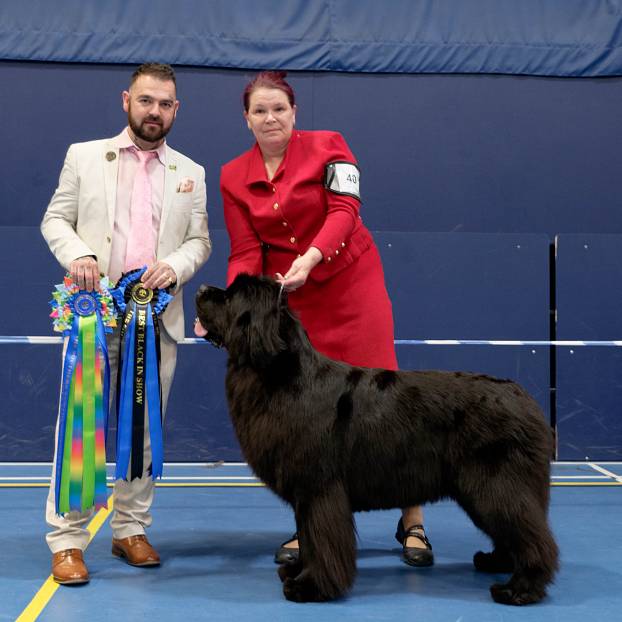 Best in Show