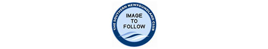 Photo to follow of the winner of Junior Dog