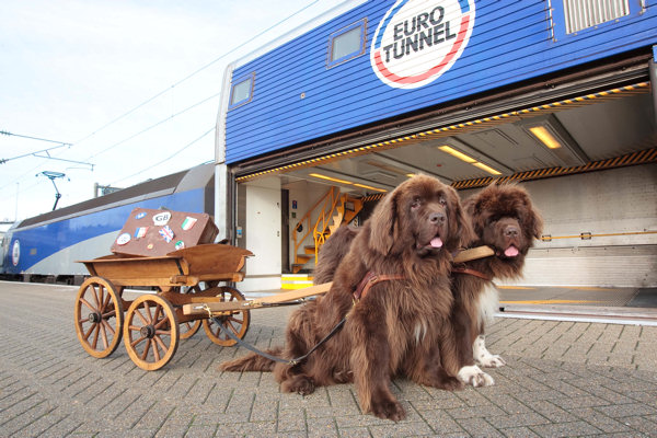 Newfoundland dogs with cart about to board Eurotunnel train