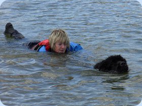 Newfoundland rescuing a swimmer